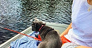 Steel joined the competition — help win amazing prizes! cat, person, boat, lake, water, trees, cabin, fishing_rod, collar, cap, sunglasses, bracelet, outdoor, nature, relaxing, summer, ripples, casual_clothing, side_view, daylight