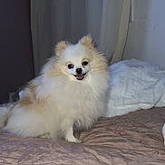 Sybel a rejoint le concours — aidez-le/la à gagner de superbes lots ! dog, pomeranian, fluffy, bed, blanket, indoor, smiling, pet, animal, fur, small_dog, cute, sitting, cozy, home, canine, companion, portrait, domestic_animal, cute_pet