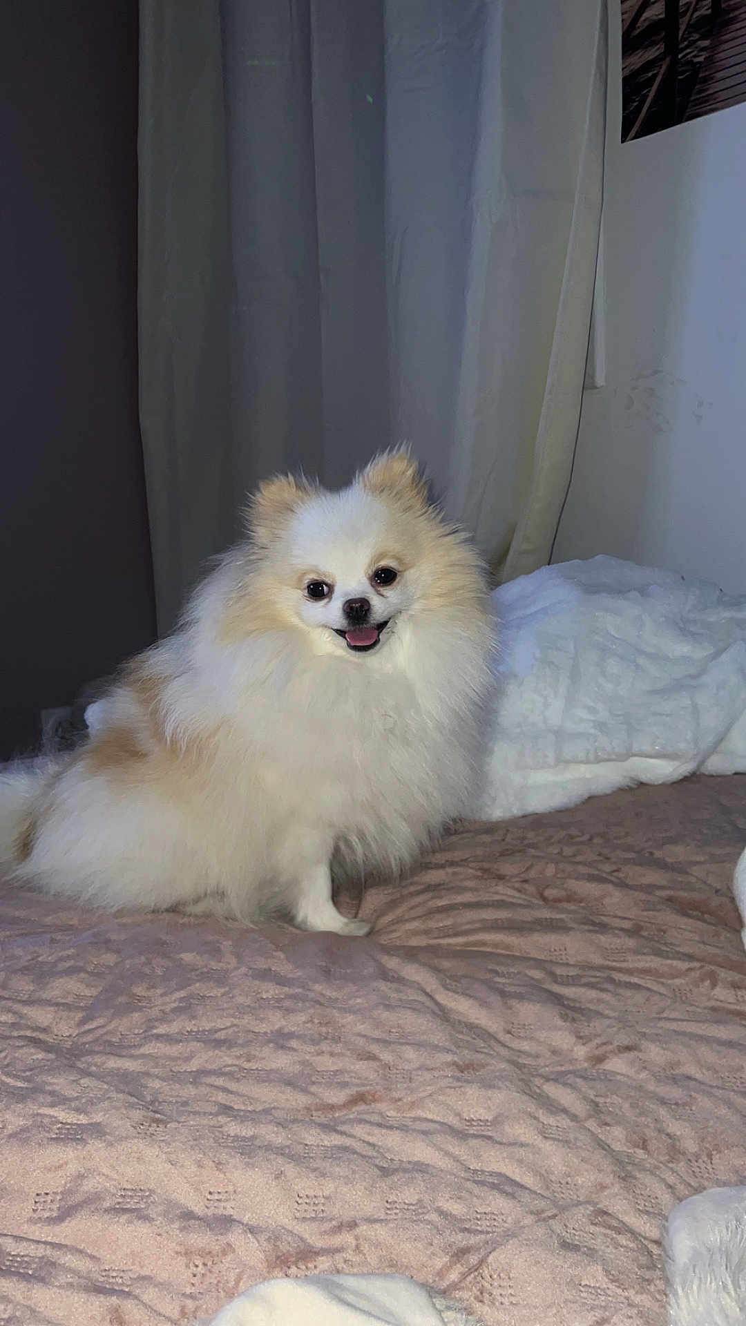 Sybel a rejoint le concours — aidez-le/la à gagner de superbes lots ! dog, pomeranian, fluffy, bed, blanket, indoor, smiling, pet, animal, fur, small_dog, cute, sitting, cozy, home, canine, companion, portrait, domestic_animal, cute_pet
