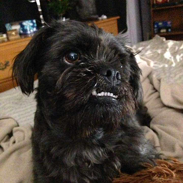 Little Bear