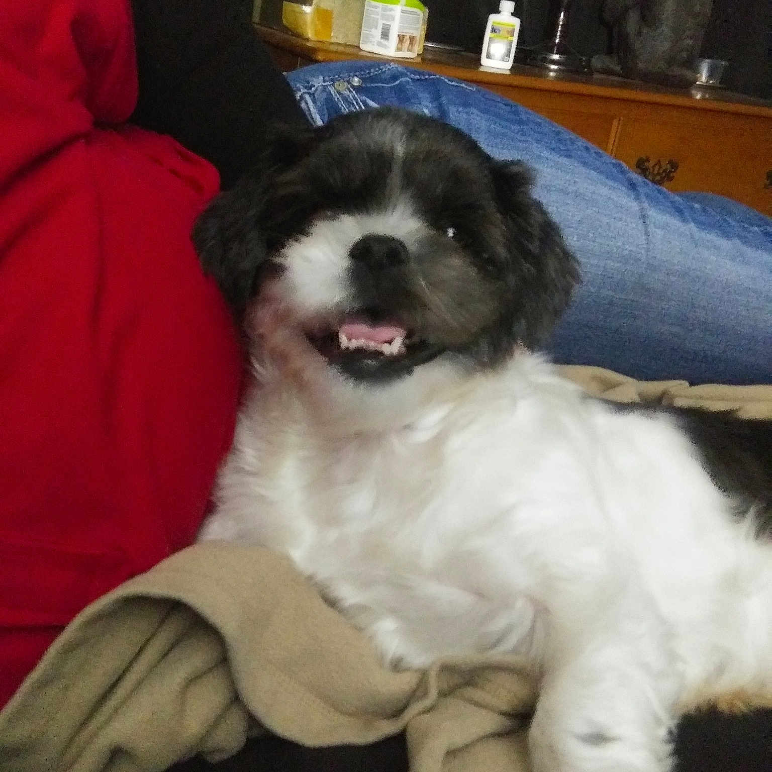 Lexi is registered to the contest to win money with this photo: bucovina_shepherd_dog, canidae, carnivore, companion_dog, dog, dog_breed, karakachan_dog, kyi_leo, landseer, mammal, moscow_watchdog, mucuchies, phalene, puppy, pyrenean_mastiff, rare_breed_dog, romanian_mioritic_shepherd_dog, sporting_group, tornjak, vertebrate