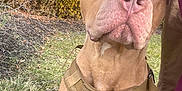Trooper joined the competition — help win amazing prizes! animal, boots, brown_dog, bush, calm, canine, closeup, daylight, dog, focused, grass, harness, leash, nature, outdoor, person, pet, portrait, sitting, window