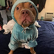 Trooper is registered to the contest to win money with this photo: animal, bed, blanket, brown_dog, casual, clothing, cozy, curious, cute, dog, domestic, face, fur, furniture, hoodie, indoor, looking_up, paws, pet, room
