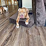 Trooper is registered to the contest to win money with this photo: animal, brown_dog, canine, chair, cozy, dog, dog_bed, domestic_animal, flooring, furniture, home_interior, indoor, living_room, pet, pet_bed, playful, relaxed, small_dog, table, wooden_floor