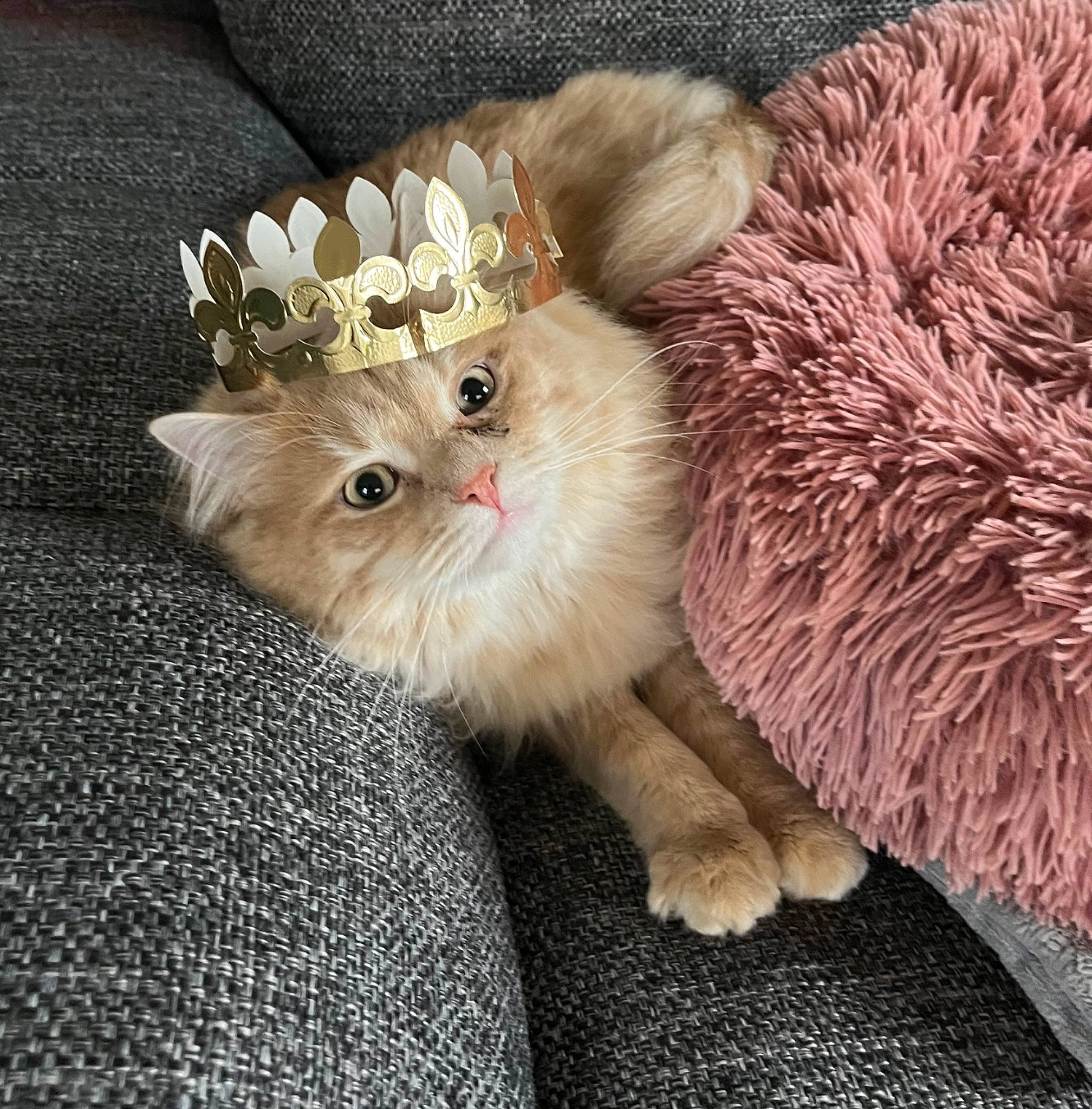 Milo a rejoint le concours — aidez-le/la à gagner de superbes lots ! bow_tie, cap, companion_dog, costume_hat, fashion_accessory, fawn, feather, felidae, fur, hat, headpiece, jewellery, natural_material, paw, plant, small_to_medium_sized_cats, snout, tail, tie, whiskers