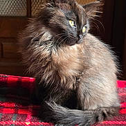 Anubis participe au concours pour gagner de l'argent avec cette photo : animal, cat, cozy, curious, domestic, feline, fluffy, fur, indoor, looking_away, pet, plaid_blanket, portrait, red_blanket, sitting, soft_light, textured_glass, window, wooden_door, yellow_eyes