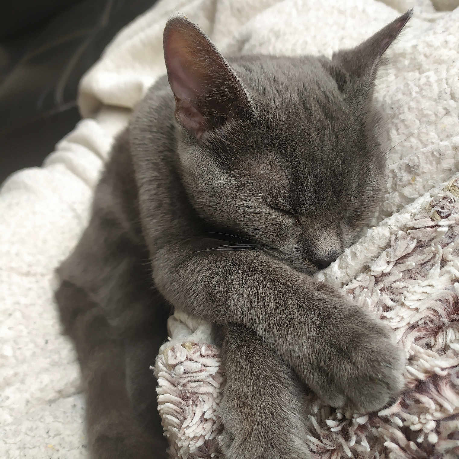 Rio a rejoint le concours — aidez-le/la à gagner de superbes lots ! abyssinian, animal, armchair, blanket, cat, chair, couch, furniture, homedecor, kitten, linen, manx, person, pet, quilt, siamese, sleeping, towel