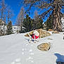 dog, snow, paw_prints, rock, tree, winter, outdoor, blue_sky, nature, animal, pet, canine, cold, sunlight, forest, landscape, daytime, jacket, walking, scenery