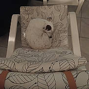 Patty participe au concours pour gagner de l'argent avec cette photo : dog, white_dog, curled_up, sleeping, chair, cushion, leaf_pattern, indoor, tile_floor, pet, resting, small_dog, cozy, furniture, relaxing, animal, domestic, quiet, calm, comfortable