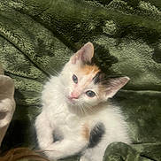 Callie is registered to the contest to win money with this photo: kitten, cat, calico, white, orange, black, pet, animal, cute, feline, fur, whiskers, ears, eyes, blanket, green, soft, texture, indoor, resting