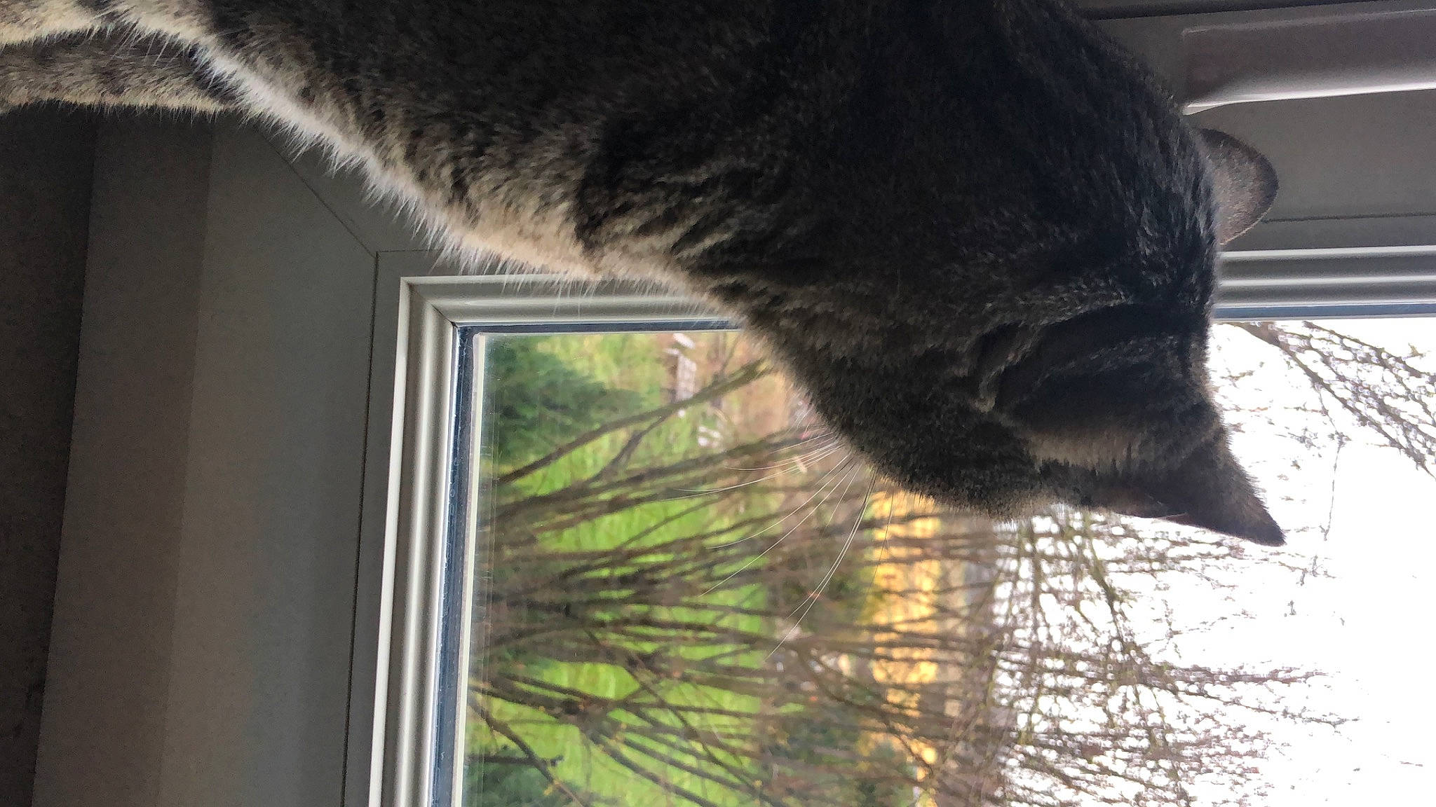 Macaron participe au concours pour gagner de l'argent avec cette photo : carnivore, cat, dog_breed, felidae, fur, grass, natural_material, organism, plant, sky, small_to_medium_sized_cats, snout, sporting_group, tail, tints_and_shades, tree, trunk, whiskers, window, wood