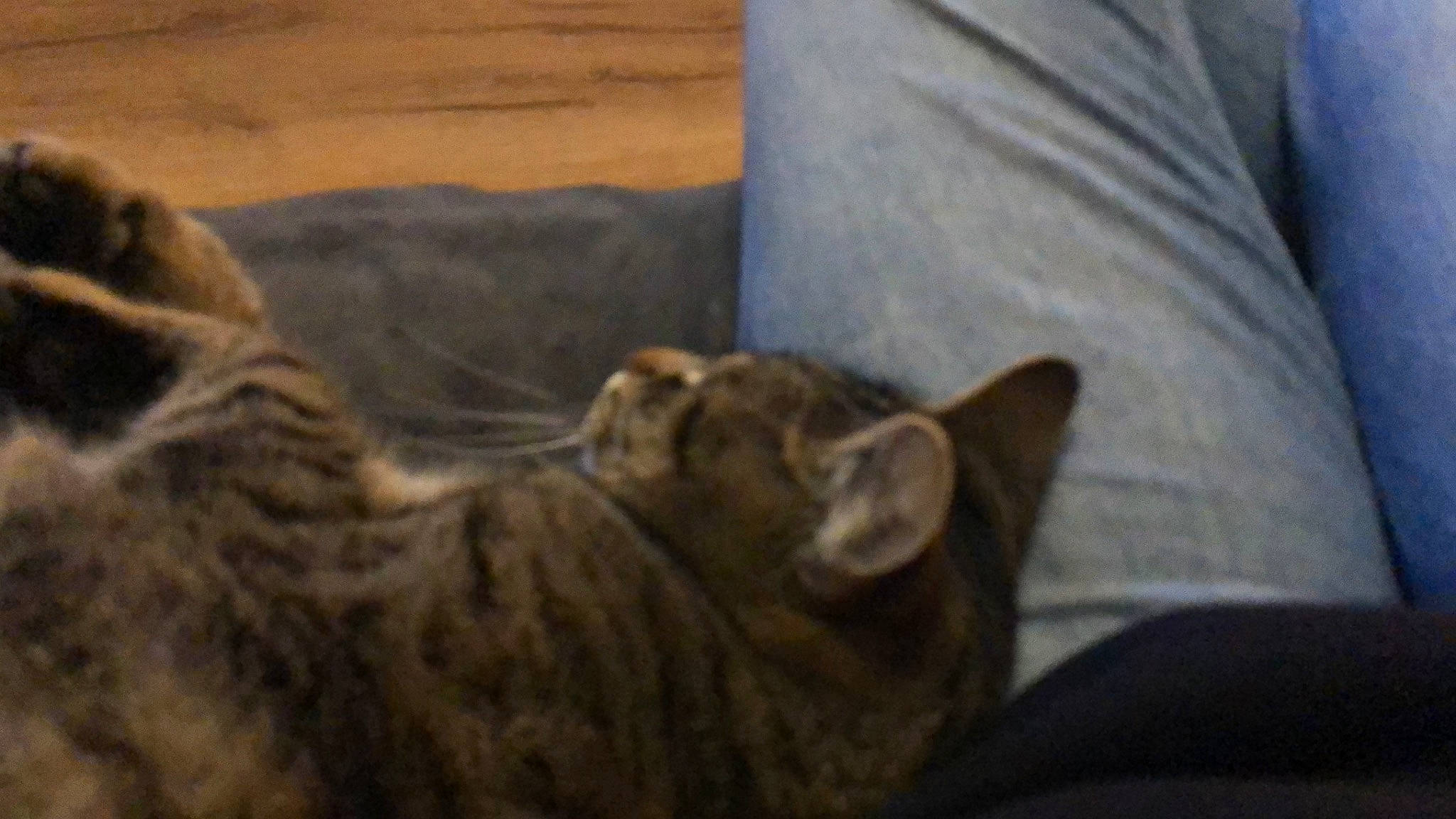 Macaron a rejoint le concours — aidez-le/la à gagner de superbes lots ! carnivore, cat, comfort, domestic_short_haired_cat, fawn, felidae, fur, grey, linens, mammal, nap, room, small_to_medium_sized_cats, snout, tail, terrestrial_animal, vertebrate, whiskers, wildlife, wood