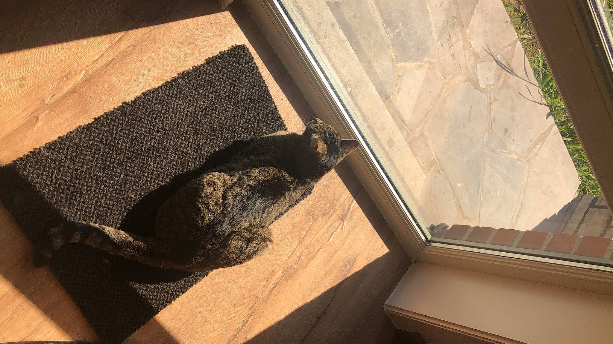 Macaron a rejoint le concours — aidez-le/la à gagner de superbes lots ! carnivore, comfort, couch, fawn, felidae, floor, flooring, hardwood, interior_design, mammal, rectangle, shade, small_to_medium_sized_cats, tail, textile, tints_and_shades, vertebrate, whiskers, window, wood