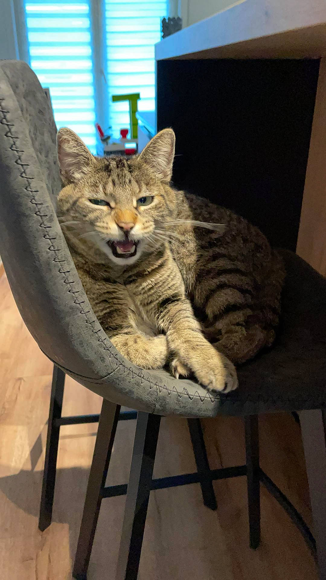 Macaron a rejoint le concours — aidez-le/la à gagner de superbes lots ! carnivore, cat, cat_supply, chair, comfort, domestic_short_haired_cat, felidae, flowerpot, fur, houseplant, sitting, small_to_medium_sized_cats, snout, table, tail, wheel, whiskers, wildlife, window, wood