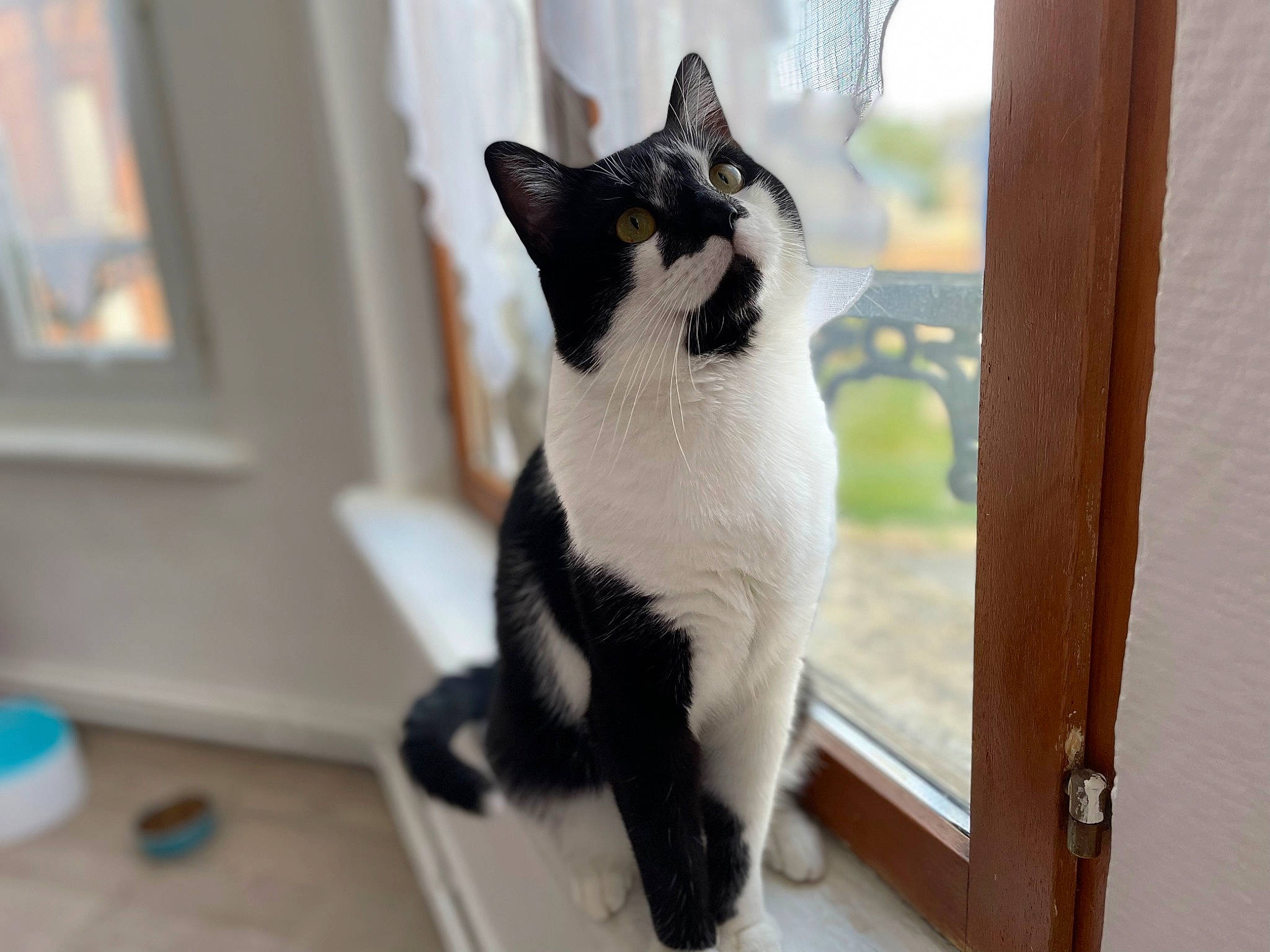 Snow a rejoint le concours — aidez-le/la à gagner de superbes lots ! carnivore, cat, domestic_short_haired_cat, felidae, fixture, flooring, formal_wear, fur, hardwood, small_to_medium_sized_cats, tail, whiskers, window, wood