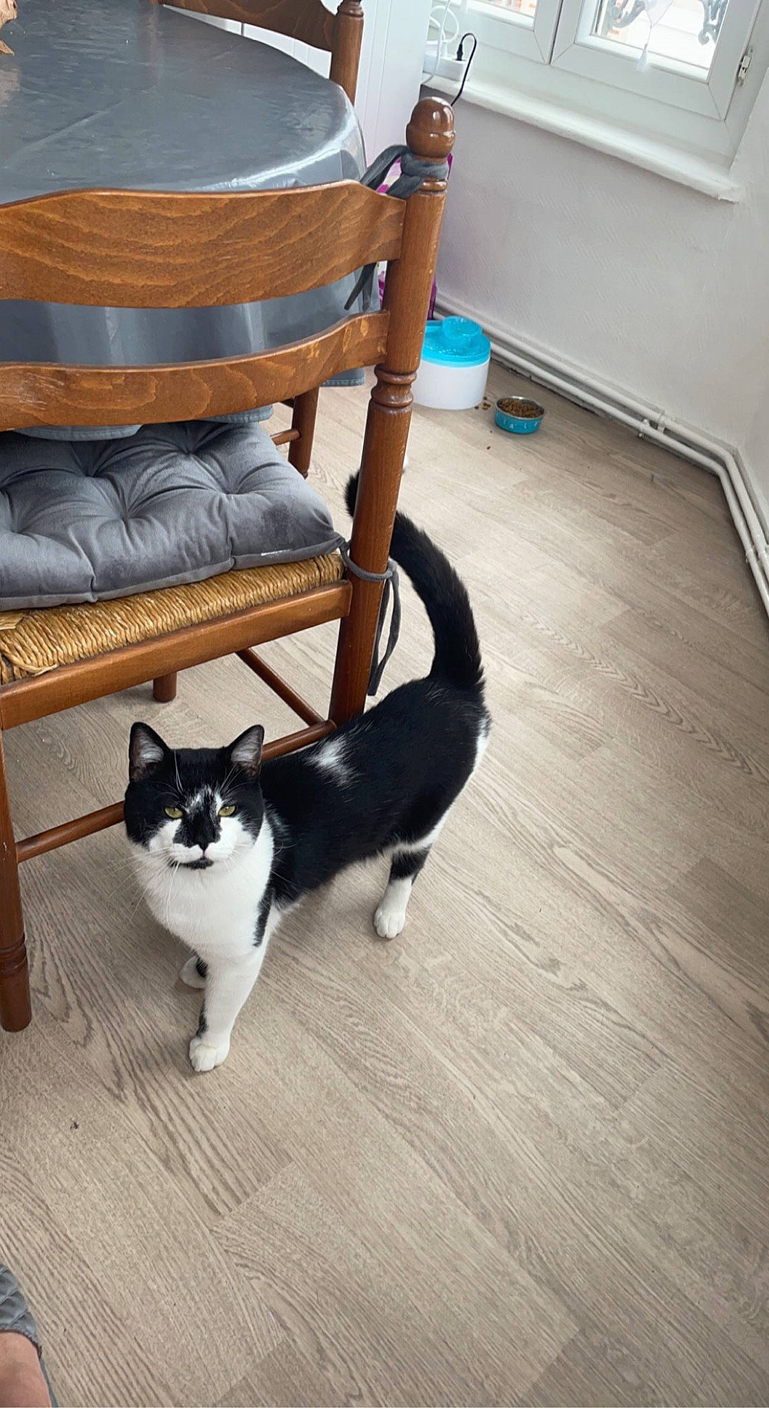 Snow participe au concours pour gagner de l'argent avec cette photo : carnivore, cat, cat_supply, comfort, domestic_short_haired_cat, felidae, floor, flooring, fur, grey, hardwood, laminate_flooring, sitting, small_to_medium_sized_cats, tail, varnish, whiskers, wood, wood_flooring, wood_stain