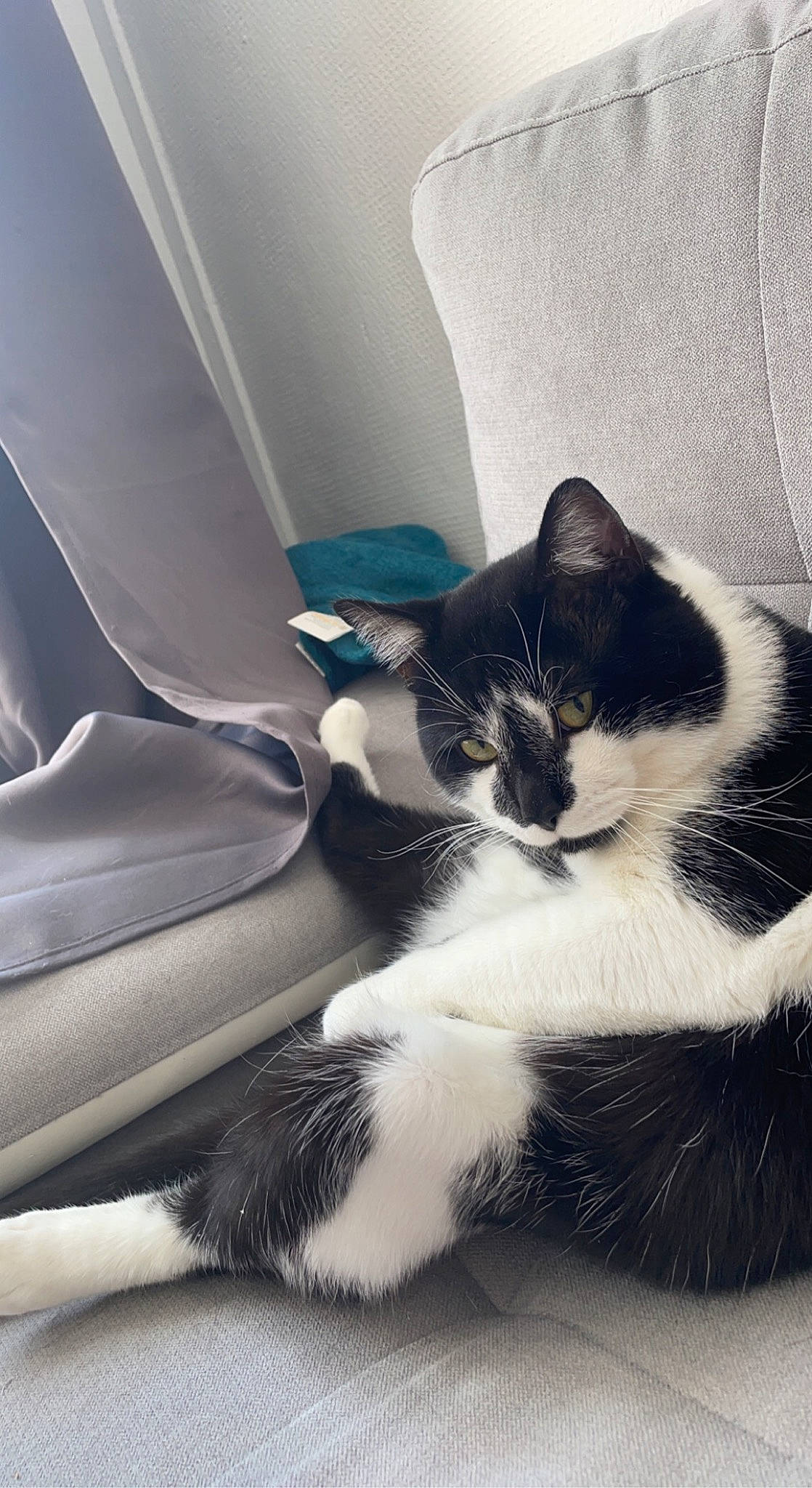 Snow a rejoint le concours — aidez-le/la à gagner de superbes lots ! automotive_design, automotive_tire, carnivore, cat, comfort, domestic_short_haired_cat, eye, felidae, fur, grey, human_body, human_leg, leg, monochrome_photography, paw, small_to_medium_sized_cats, snout, tail, whiskers, window