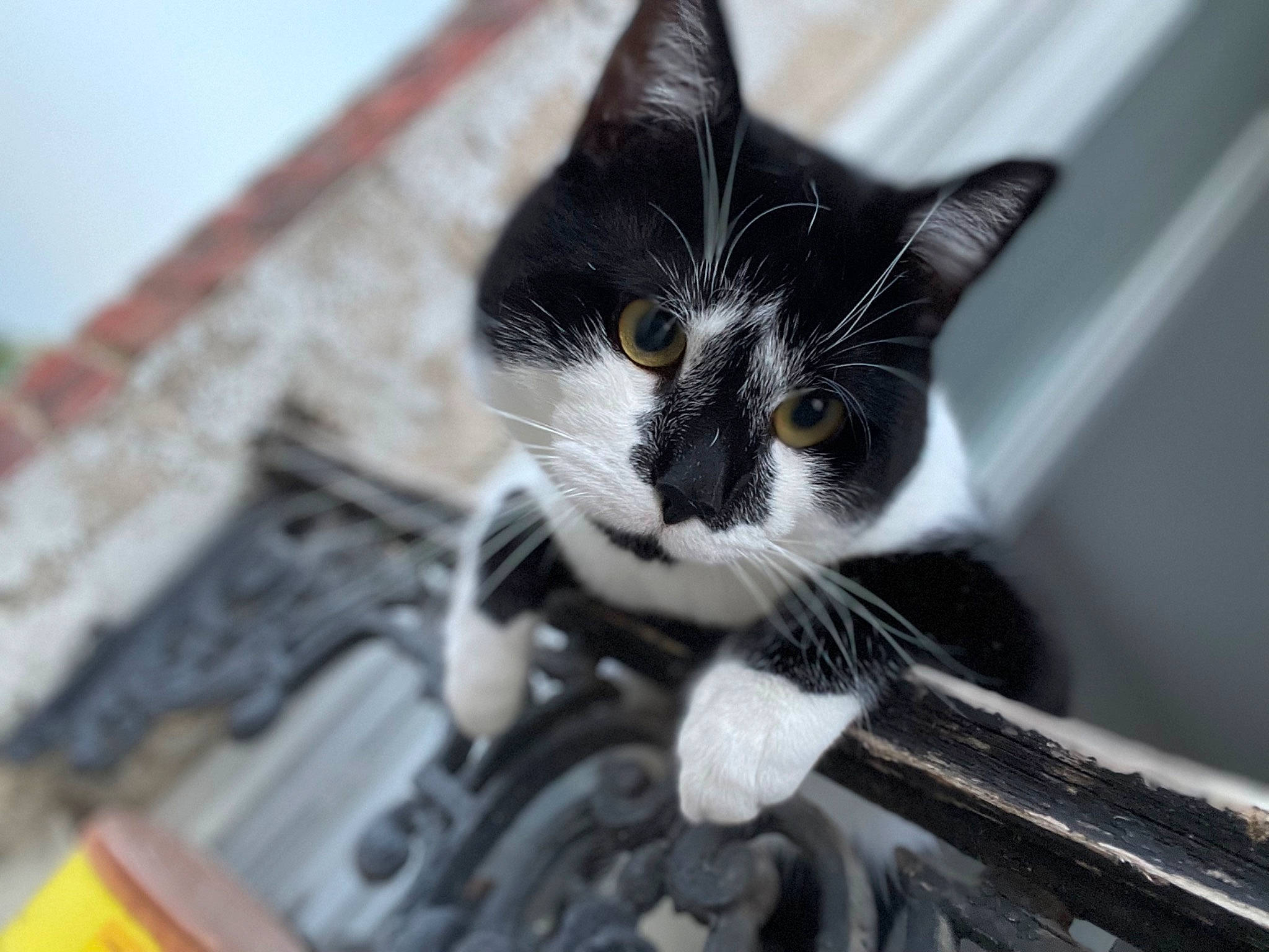 Snow a rejoint le concours — aidez-le/la à gagner de superbes lots ! carnivore, cat, domestic_short_haired_cat, eye, felidae, fur, grey, metal, monochrome, monochrome_photography, pet_supply, small_to_medium_sized_cats, snout, whiskers