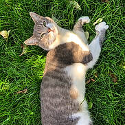 Stella participe au concours pour gagner de l'argent avec cette photo : cat, grass, outdoor, sunlight, leaves, pet, relaxed, animal, nature, greenery, feline, whiskers, fur, lying_down, daylight, closeup, playful, cute, peaceful, resting