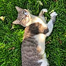 cat, grass, outdoor, sunlight, leaves, pet, relaxed, animal, nature, greenery, feline, whiskers, fur, lying_down, daylight, closeup, playful, cute, peaceful, resting