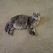 Abbie is registered to the contest to win money with this photo: animal, carpet, cat, cute, domestic_cat, ears, feline, floor, fluffy, fur, gray_cat, indoor, laying_down, looking_at_camera, pet, relaxed, resting, soft_texture, tail, whiskers