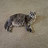 cat, gray_cat, fluffy, pet, animal, indoor, carpet, floor, feline, cute, relaxed, laying_down, looking_at_camera, whiskers, ears, tail, fur, domestic_cat, resting, soft_texture