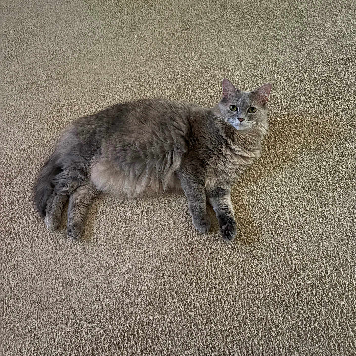 Abbie