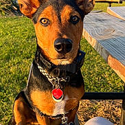 Charlie is registered to the contest to win money with this photo: dog, pet, outdoor, bench, grass, sunlight, collar, tag, ears, alert, park, wood, person, legs, summer, nature, daytime, animal, portrait, cute