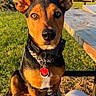 dog, pet, outdoor, bench, grass, sunlight, collar, tag, ears, alert, park, wood, person, legs, summer, nature, daytime, animal, portrait, cute