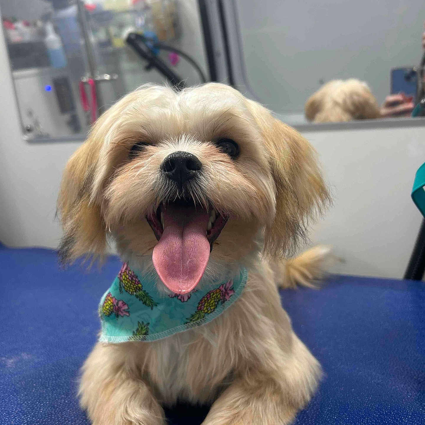 Bella joined the competition — help win amazing prizes! animal, bandana, blue_surface, cute, dog, face, fluffy, fur, grooming, happy, indoor, mirror, paw, pet, pineapple_pattern, reflection, small_dog, smiling, table, tongue_out