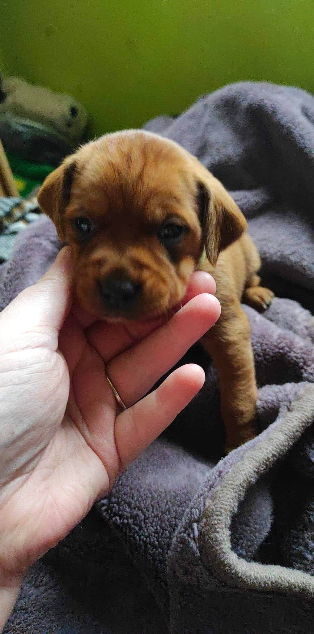 Rio a rejoint le concours — aidez-le/la à gagner de superbes lots ! bored, carnivore, comfort, companion_dog, dog, dog_breed, fawn, finger, fur, gesture, liver, nail, paw, snout, sporting_group, terrestrial_animal, thumb, wood, working_animal, wrinkle