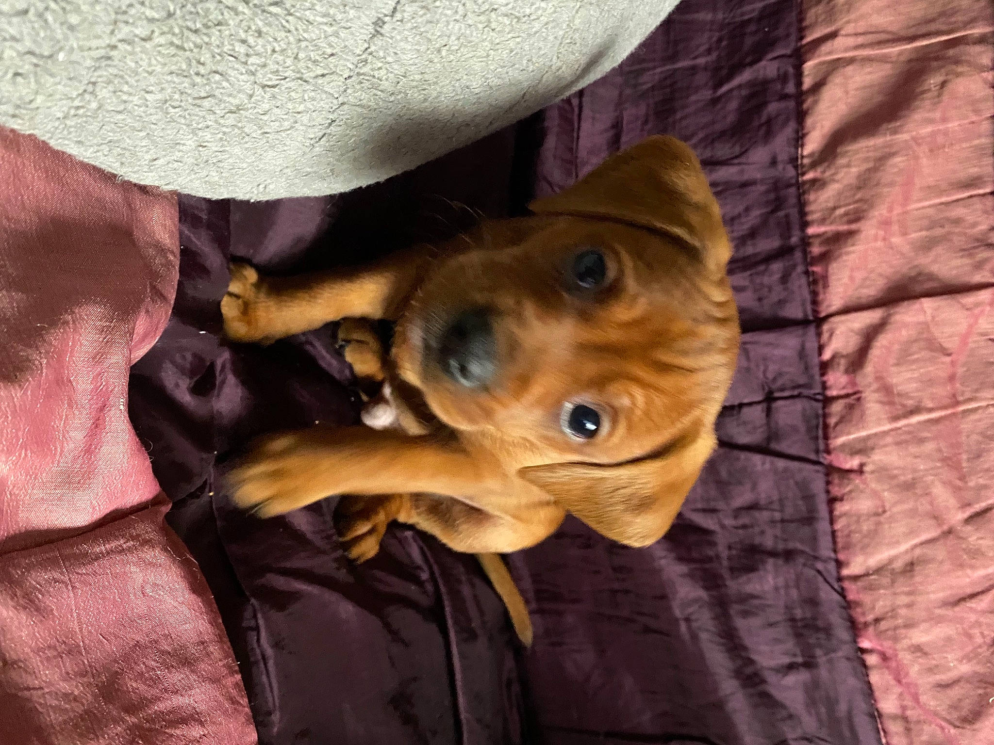 Rio a rejoint le concours — aidez-le/la à gagner de superbes lots ! canidae, carnivore, comfort, companion_dog, dog, dog_breed, dog_collar, fawn, guard_dog, hat, liver, non_sporting_group, selfie, snout, sporting_group, terrestrial_animal, whiskers, wood, working_animal, wrinkle