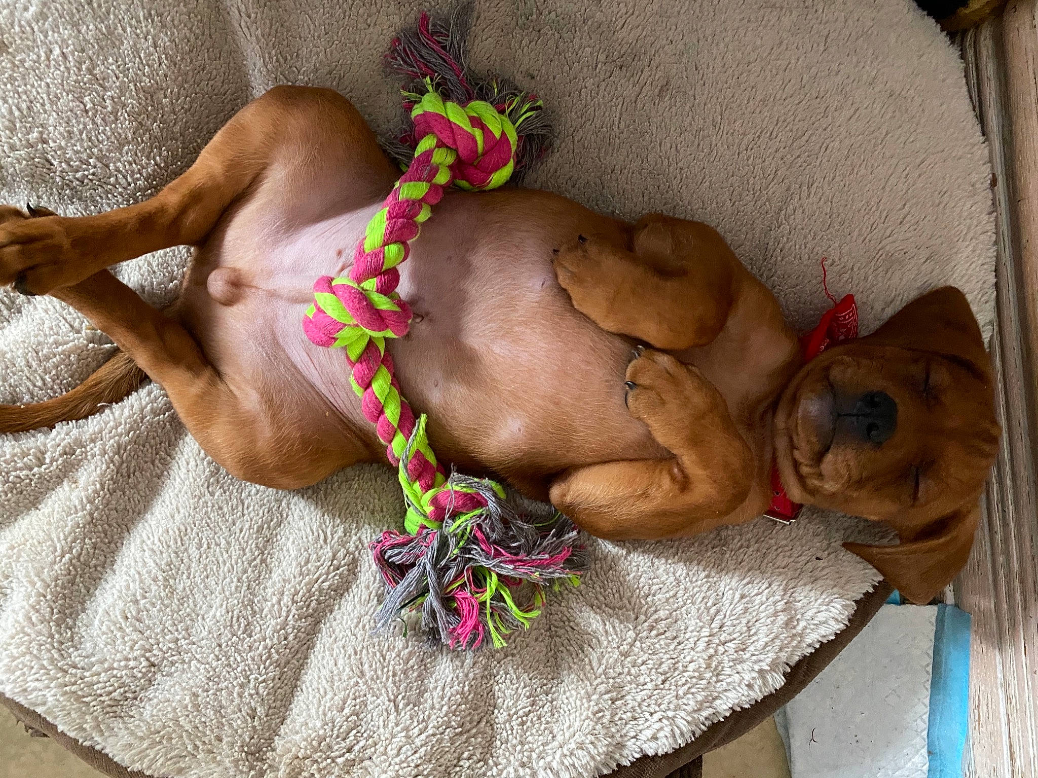 Rio a rejoint le concours — aidez-le/la à gagner de superbes lots ! abdomen, art, bracelet, chest, fashion_accessory, fawn, foot, hand, human_leg, jewellery, magenta, nail, neck, pattern, textile, thigh, trunk, vertebrate, wool, wrist