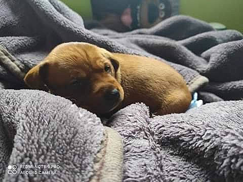 Rio participe au concours pour gagner de l'argent avec cette photo : bedtime, canidae, carnivore, comfort, companion_dog, dog, dog_breed, fawn, fur, grey, linens, liver, mammal, snout, sporting_group, terrestrial_animal, whiskers, wildlife, wood, working_animal