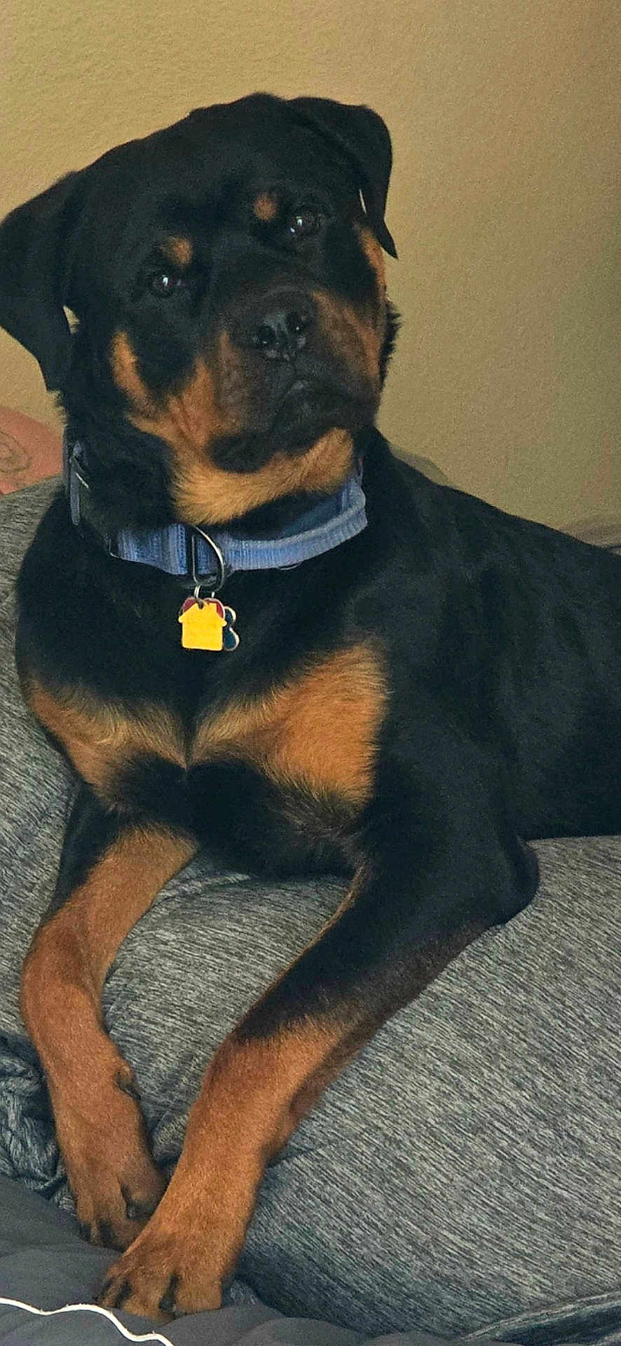 Rocco