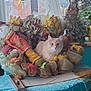 autumn, cat, cozy, cream_cat, decoration, doll, fabric, fall_leaves, fluffy, greenery, home_decor, indoor, leaf, orange, plant, scarecrow, seasonal, table, window, yellow_pot