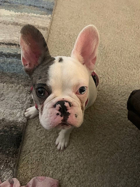 Dotti Mae joined the competition — help win amazing prizes! bulldog, canidae, carnivore, comfort, companion_dog, dog, dog_breed, ear, eye, fawn, french_bulldog, fur, grass, non_sporting_group, sporting_group, terrestrial_animal, toy_dog, whiskers, working_animal, wrinkle