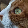 animal, cat, close_up, cute, domestic_cat, eye, face, feline, fur, green_eye, indoor, macro, mammal, orange_and_white, pet, portrait, profile, soft_light, texture, whiskers