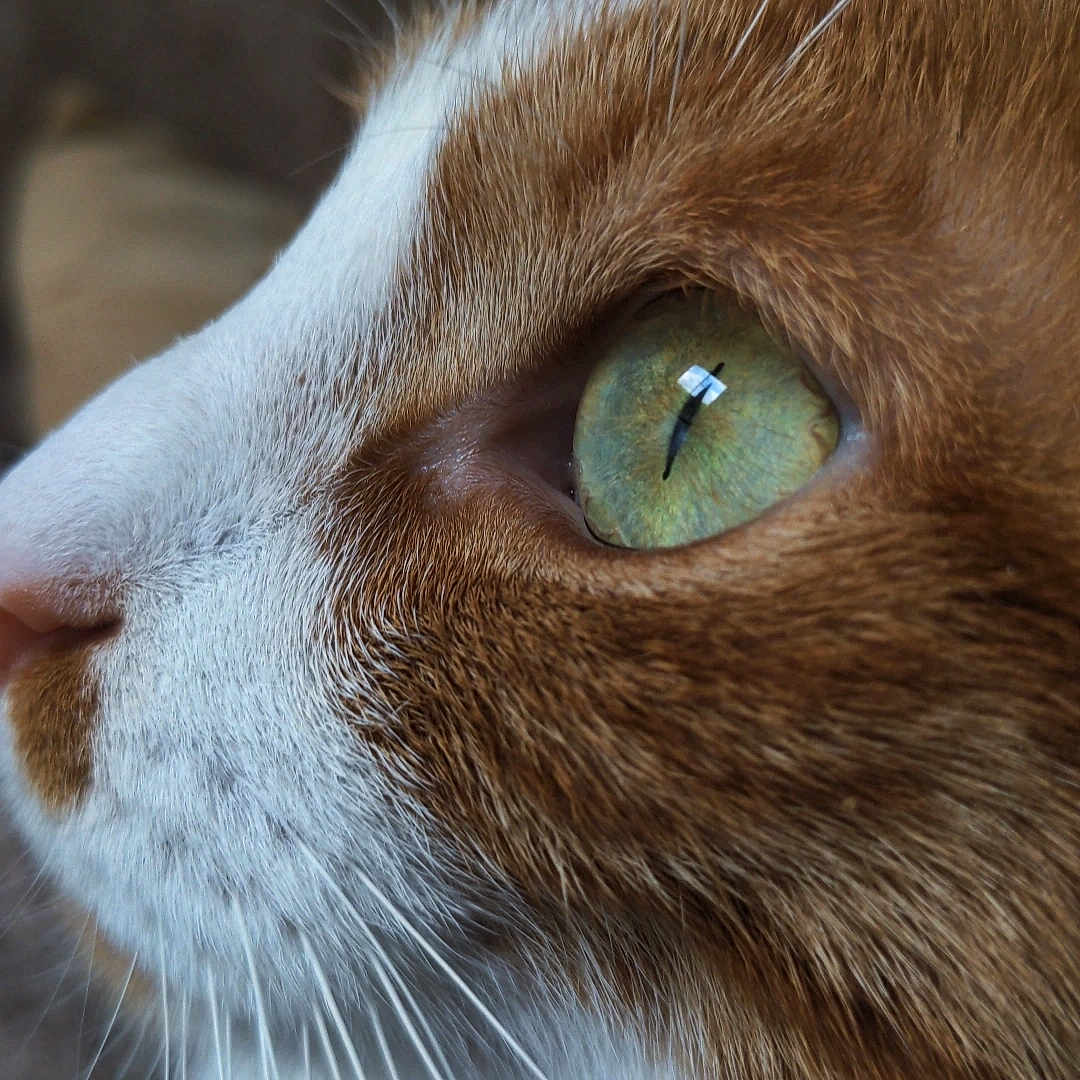 Chickpea a rejoint le concours — aidez-le/la à gagner de superbes lots ! animal, cat, close_up, cute, domestic_cat, eye, face, feline, fur, green_eye, indoor, macro, mammal, orange_and_white, pet, portrait, profile, soft_light, texture, whiskers