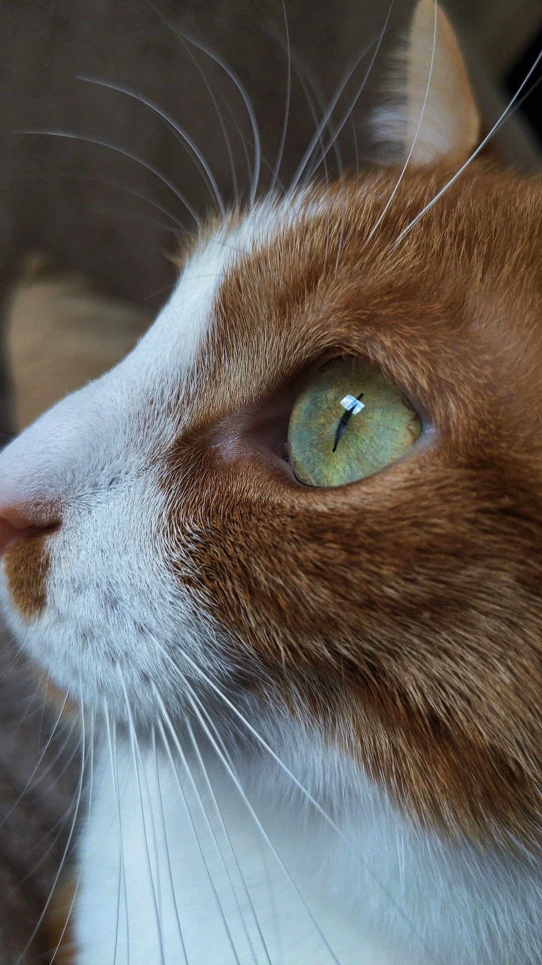 Chickpea a rejoint le concours — aidez-le/la à gagner de superbes lots ! animal, cat, close_up, cute, domestic_cat, eye, face, feline, fur, green_eye, indoor, macro, mammal, orange_and_white, pet, portrait, profile, soft_light, texture, whiskers