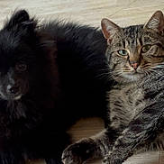 Hija participe au concours pour gagner de l'argent avec cette photo : dog, cat, pet, animal, fluffy, black_dog, tabby_cat, floor, indoor, curious, lying_down, companions, cute, furry, whiskers, ears, closeup, friendship, domestic, relaxed