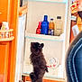 dog, kitchen, fridge, food, can, person, floor, tile_floor, wooden_cabinet, pet, domestic, indoor, curious, black_dog, brown_dog, standing, waiting, container, bottle, human_hand