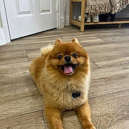 Simba is registered to the contest to win money with this photo: dog, pomeranian, pet, indoor, floor, wooden_floor, tongue_out, happy, smiling, small_dog, fur, animal, cute, domestic_animal, resting, brown, fluffy, collar, house, bench