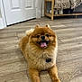dog, pomeranian, pet, indoor, floor, wooden_floor, tongue_out, happy, smiling, small_dog, fur, animal, cute, domestic_animal, resting, brown, fluffy, collar, house, bench