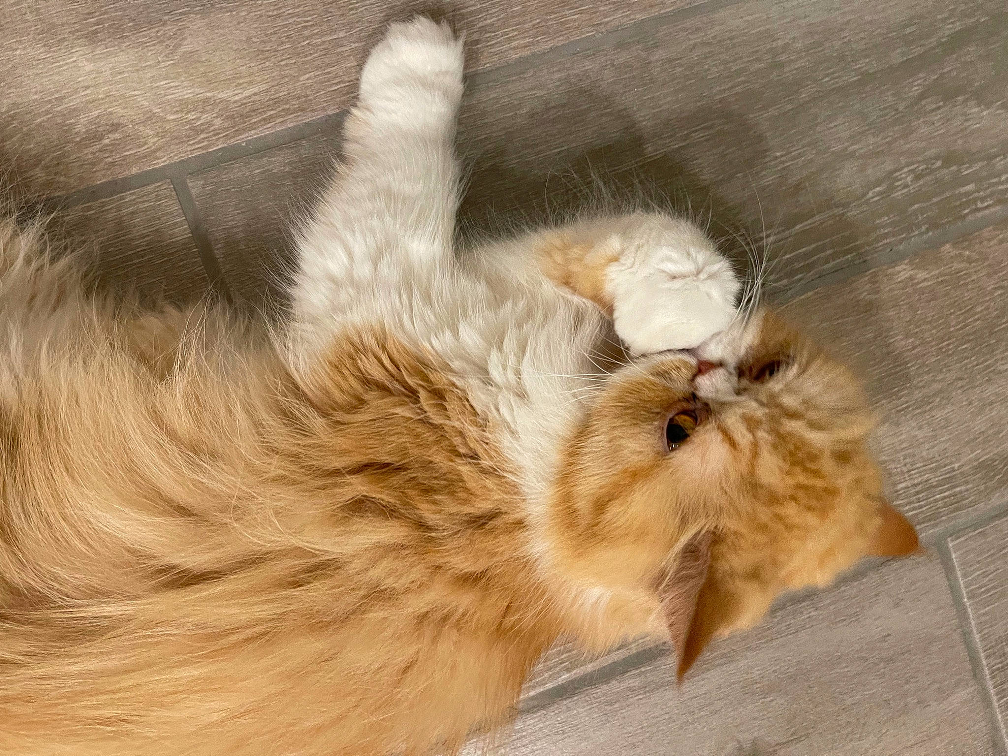 Beauty joined the competition — help win amazing prizes! canidae, carnivore, cat, claw, companion_dog, dog_breed, fawn, feather, felidae, fur, nap, paw, puppy, sleep, small_to_medium_sized_cats, sporting_group, tail, terrestrial_animal, whiskers, wood