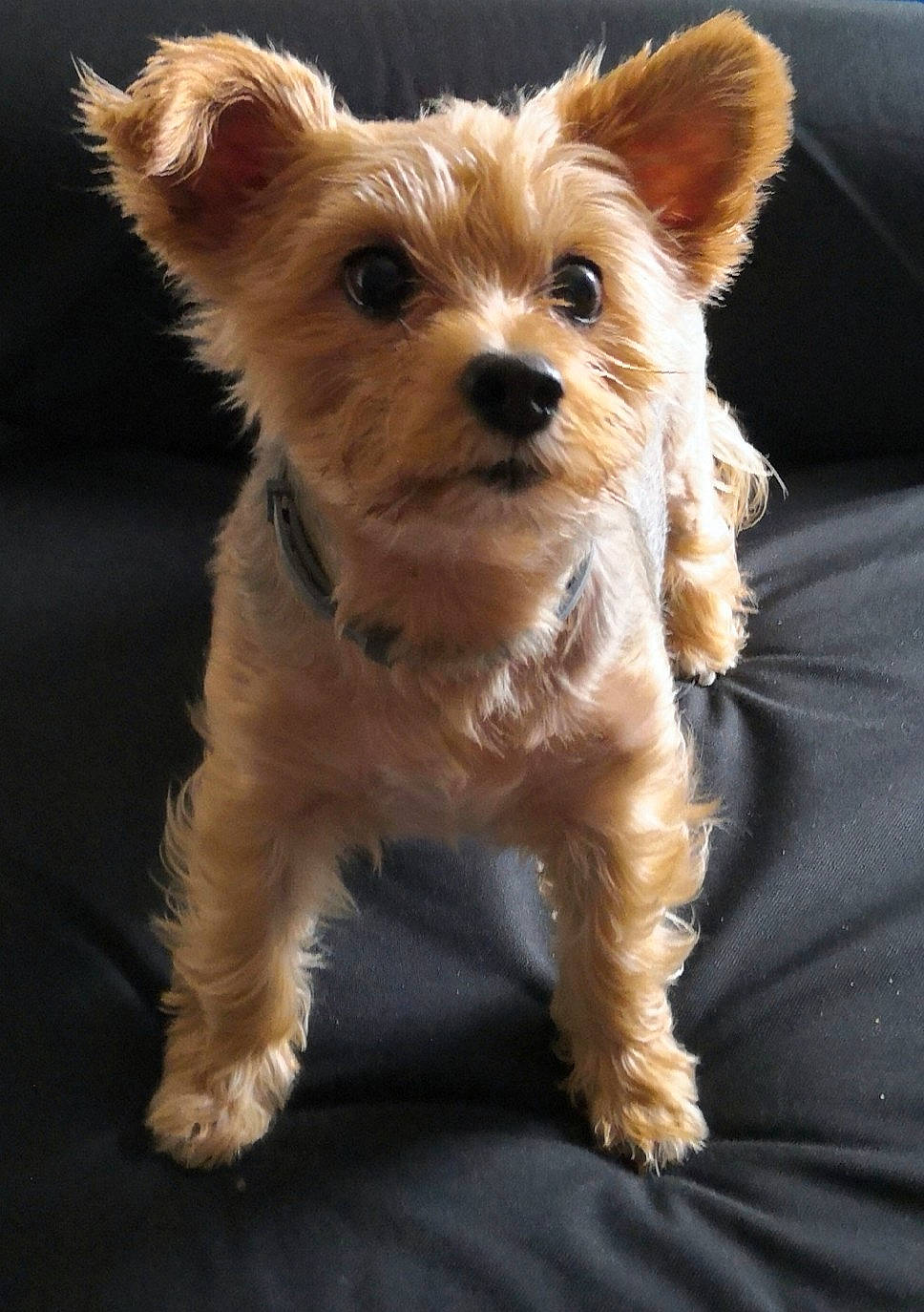 Tiwa participe au concours pour gagner de l'argent avec cette photo : australian_terrier, biewer_terrier, canidae, carnivore, companion_dog, dog, dog_breed, dog_clothes, dog_supply, fawn, fur, small_terrier, snout, sporting_group, terrestrial_animal, terrier, toy_dog, whiskers, yorkipoo, yorkshire_terrier