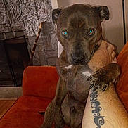 Bewee is registered to the contest to win money with this photo: animal, arm, brindle, brown, claw, couch, dog, fireplace, furniture, grip, human, indoor, looking, orange, paw, pet, resting, stone_wall, tattoo, tattooed_arm