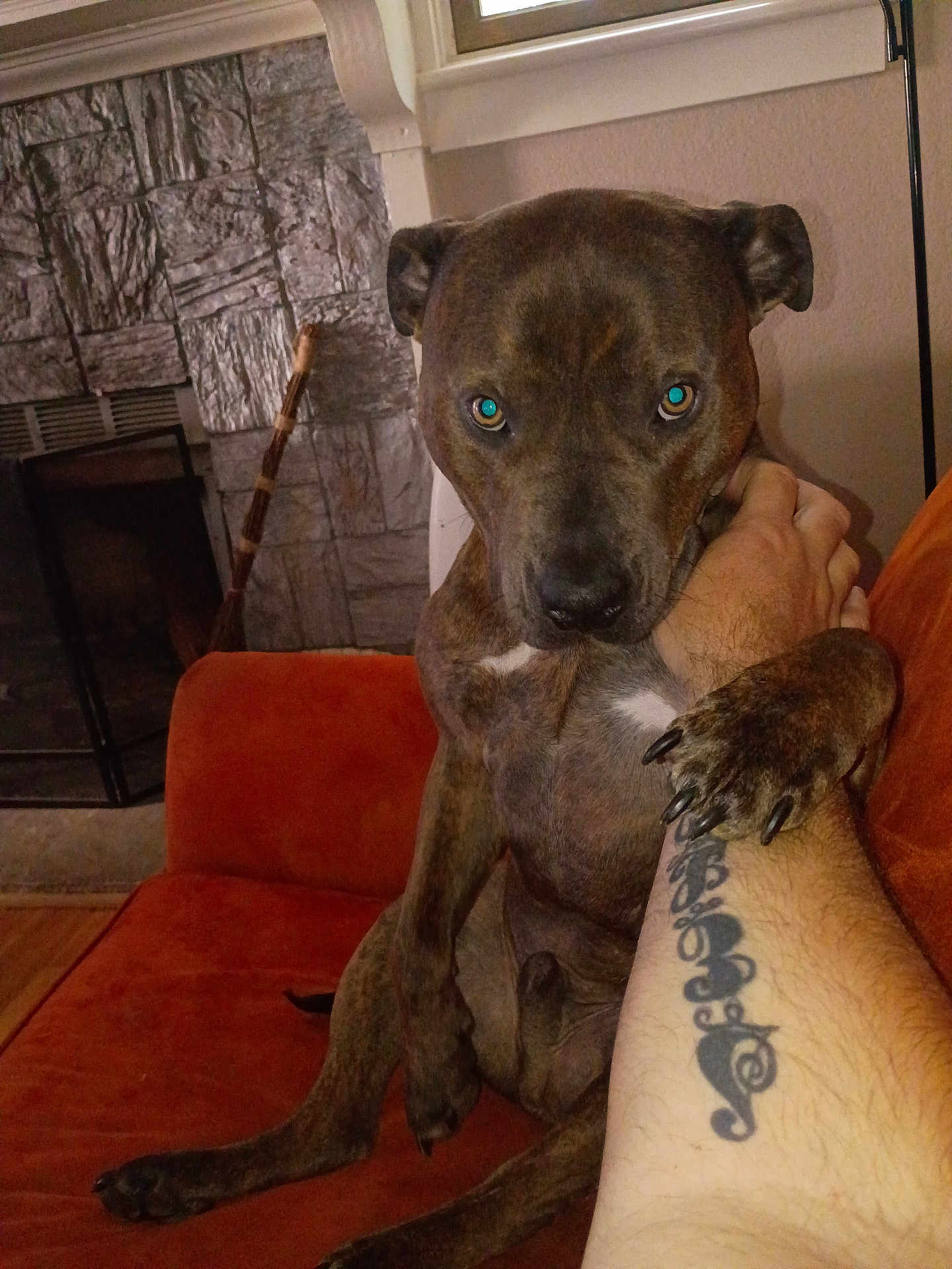 Bewee is registered to the contest to win money with this photo: animal, arm, brindle, brown, claw, couch, dog, fireplace, furniture, grip, human, indoor, looking, orange, paw, pet, resting, stone_wall, tattoo, tattooed_arm
