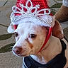 dog, small_dog, indoor, carpet, hat, santa_hat, tiara, costume, pet, white_dog, brown_spots, cute, animal, looking_away, clothing, holiday, christmas, decorative, floor, cozy