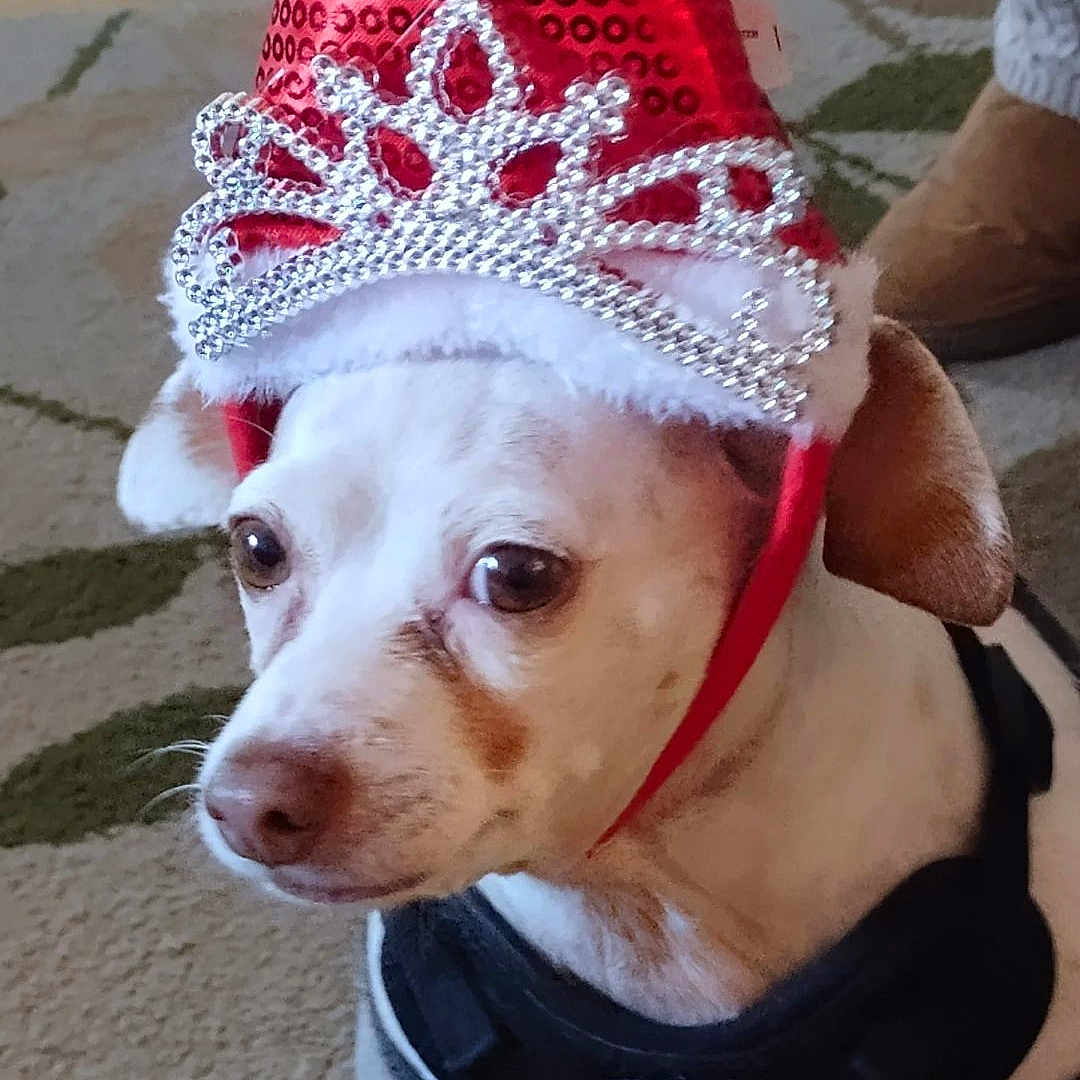 Lucy is registered to the contest to win money with this photo: dog, small_dog, indoor, carpet, hat, santa_hat, tiara, costume, pet, white_dog, brown_spots, cute, animal, looking_away, clothing, holiday, christmas, decorative, floor, cozy
